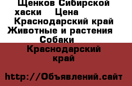 Щенков Сибирской хаски  › Цена ­ 7 000 - Краснодарский край Животные и растения » Собаки   . Краснодарский край